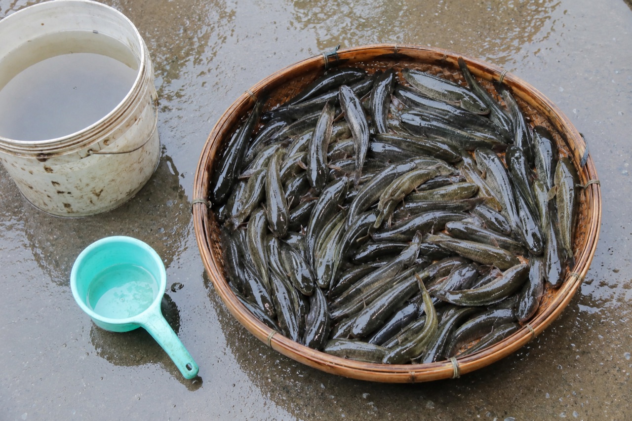 Rổ tre cạn đựng cá kèo sống màu xám xanh còn quẫy, đặt trên nền xi măng ướt của chợ, bên cạnh có xô nước