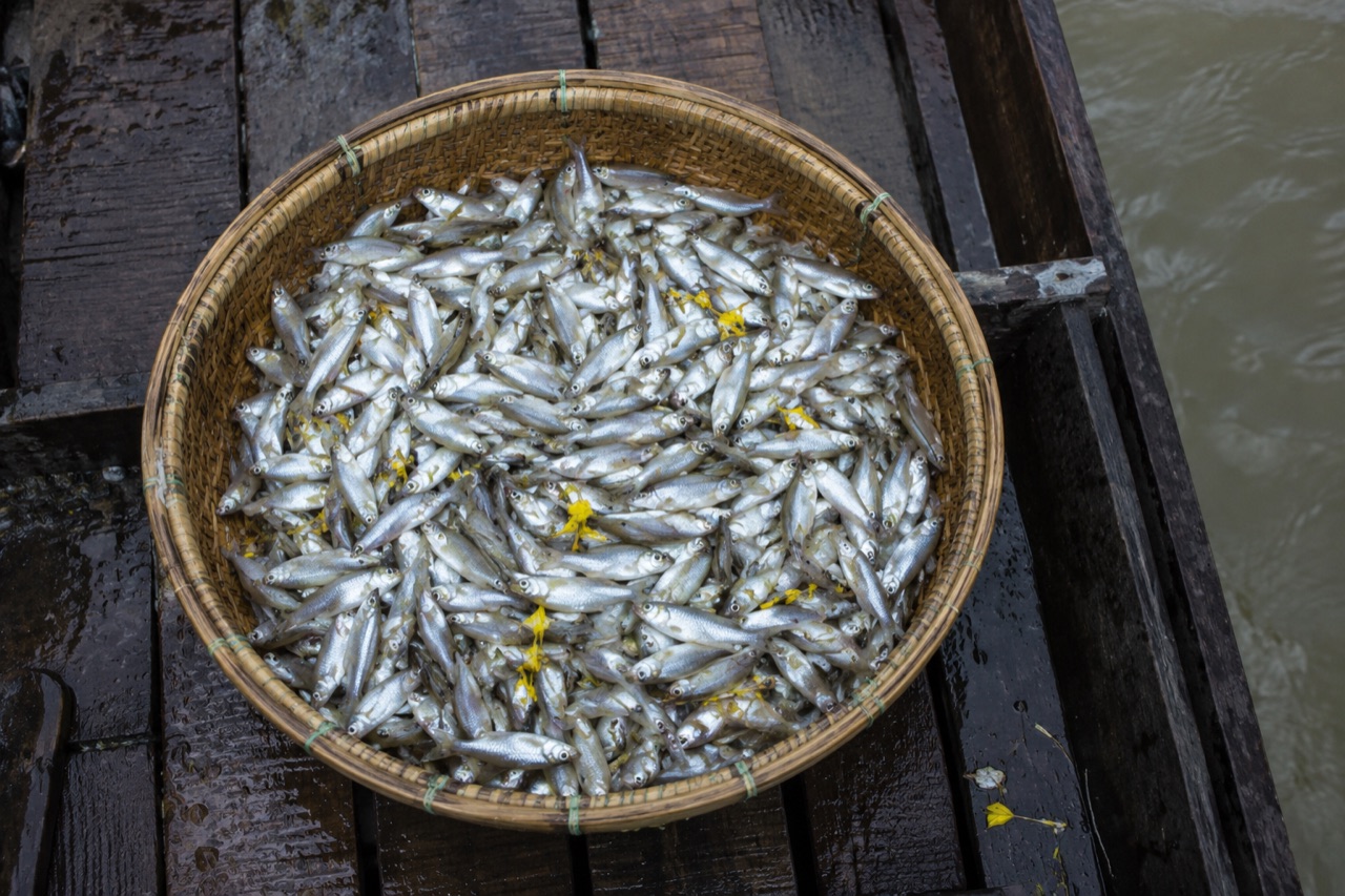 Rổ tre đầy cá linh non bạc, lẫn mấy cánh bông điên điển vàng, đặt trên sàn ghe ướt