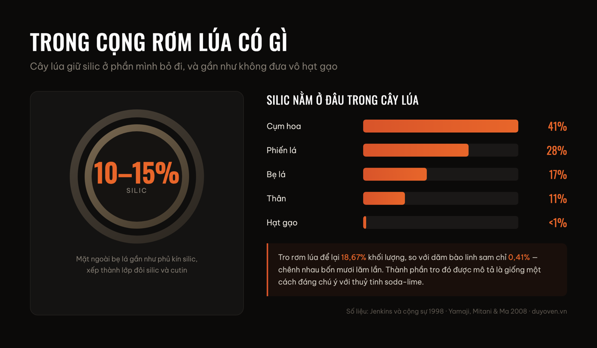 Phân bố silic trong cây lúa và lượng tro của rơm so với gỗ
